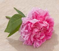 Close up of the pink flowers of Rosa 'Enfant de France'. Andre Eve Garden, France
