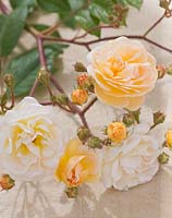 Close up of the flowers of the rose - Rosa 'Ghislaine de Feligonde'. Andre Eve Garden, France
