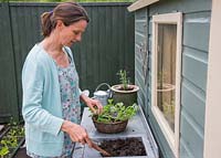 Woman planting Sweetpeas in a hanging basket upon a potting bench