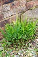 Eragrostis spectabilis - new growth