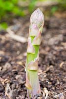 An emerging Asparagus. 