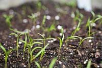 Growth development of Carrot 'Royal Chantenay' seedlings.