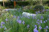 Mass planting of iris sibirica 'Gerald Darby' representing marginal planting water filtration. Damp loving plant combination. Change of levels. Hawthorn hedge. RBC Waterscape Garden. Gold medal 