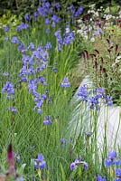 Lowland planting of Iris sibirica 'Gerald Darby', Juncus inflexus and Lysimachia atropurpurea 'Beaujolais' RBC Waterscape