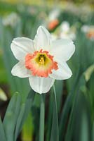 Narcissus 'Pink Charm' - Large cupped 