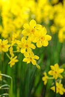 Narcissus 'Baby Boomer' daffodil. 