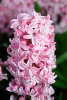 Hyacinthus 'Fondant' hyacinth