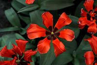 Tulipa 'Dubbel Roodkapje' 