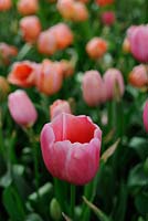 Tulipa 'Renown' 