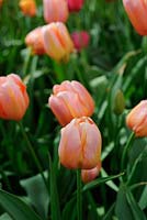 Tulipa 'Monte Limar' - Tulip 