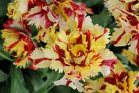 Tulipa 'Double Flaming Parrot'