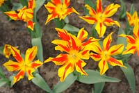 Tulipa 'Firework' - Tulips