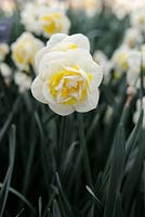 Narcissus 'Jersey Roundabound'