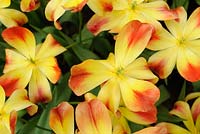 Tulipa 'Suncatcher' - Tulips 