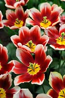 Triumph Tulipa 'Lennox'