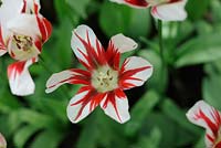 Tulipa 'Flaming Springgreen'