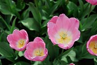 Triumph Tulipa 'Pink Twist'