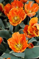 Tulipa 'Annie Schildre Spec' Tulips. 