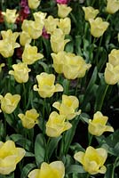 Tulipa 'World Friendship' - Triumph Tulips 