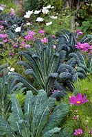 Brassica oleracea var. acephala 'Nero di Toscana Precoce' (Kale) with pink and white Cosmos 