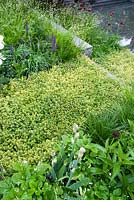 Thyme lawn leading to a step down. 
The Extending Space. RHS Chelsea Flower Show 2014. Silver-Gilt medal. 