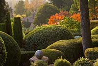 Clipped topiary shapes at dawn with stags horn sumach (Rhus typhina) in background