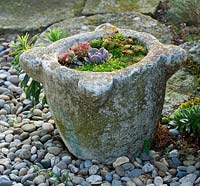 Stone container planted with succulents