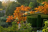 Clipped topiary at dawn with stags horn sumach (Rhus typhina)