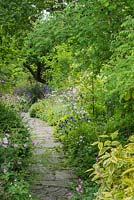 Informal path with self seeded aquilegias, species roses and Silene dioica (red campion)