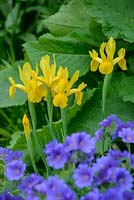 Iris x hollandica. Yellow dutch irises with geranium