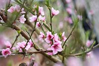 Prunus persica 'Nectarella' - Nectarine tree in blossom - spring 