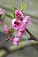Prunus Persica 'Nectarella' in blossom, spring 