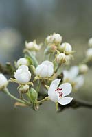 Pyrus 'Black Worcester' - Warden pear in blossom 