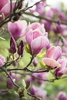 Magnolia x soulangeana rustica rubra