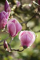 Magnolia x soulangeana rustica rubra