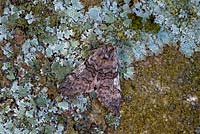 Yellow horned moth, Achlya flavicornis scotica