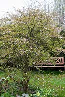Prunus incisa 'Kojo-No-Mai' in blossom