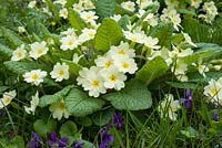 Primula vulgaris - Primroses with viola odorata