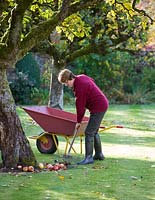 Gardener, Aileen clearing up apples in the walled garden 