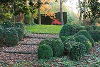 Clipped box in the woodland garden with steps - autumn, Saling Hall, Essex 