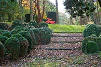 Box topiary in woodland garden with steps 