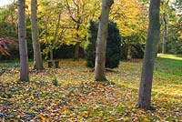 The woodland in autumn with wooden seat/ bench. Saling Hall, Essex