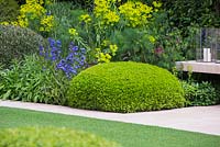 The Telegraph Garden, RHS Chelsea Flower Show 2014, gold medal winner. Dome of Buxus sempervirens planted beside seating area and path with Anchusa azurea 'Loddon Royalist' and Euphorbia spp.