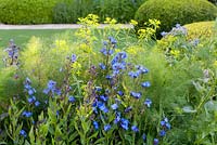 The Telegraph Garden, RHS Chelsea Flower Show 2014, gold medal winner. Combination of  Anchusa azurea 'Loddon Royalist' with Euphorbia ssp.