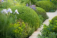 The Telegraph Garden, RHS Chelsea Flower Show 2014, gold medal winner. View of planting detail along path including Iris germanica, Euphorbia and Buxus sermpervirens hummock topiary. 