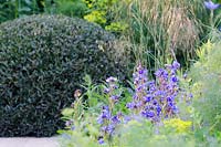 The Telegraph Garden, RHS Chelsea Flower Show 2014, gold medal winner. Anchusa azurea 'Loddon Royalist', Stipa gigantea and clipped Phillyrea angustifolia in background