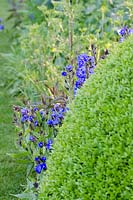 The Telegraph Garden, RHS Chelsea Flower Show 2014, gold medal winner. Anchusa azurea 'Loddon Royalist' clipped Buxus sempervirens 