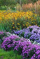 Asters and rudbeckias in the trial beds - evening light. Waterperry Gardens, Oxfordshire