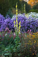 Asters, rudbeckias and verbascums in the trial beds in autumn - evening light. Waterperry Gardens, Oxfordshire