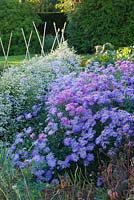 Asters in the trial beds. Waterperry Gardens, Oxfordshire